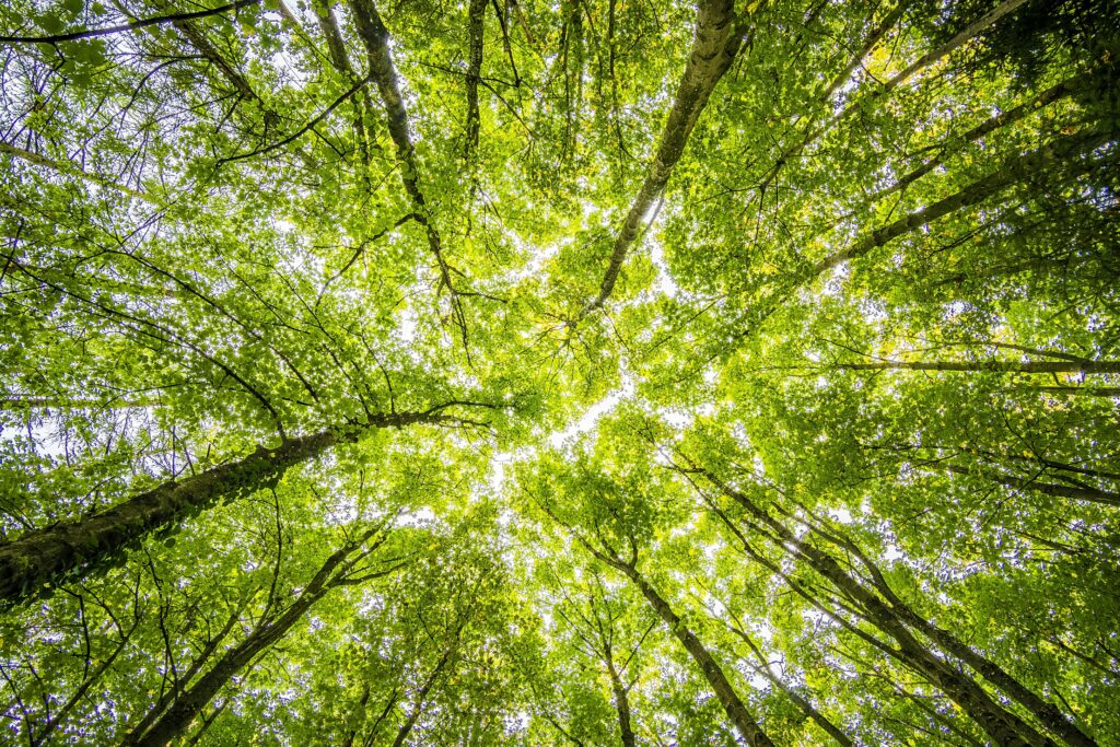 Canopy of trees from below obscuring the sun